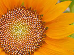 Girasol.jpg
